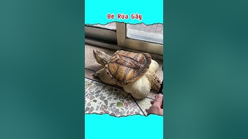 Bé Rùa Này Gầy Quá Mọi Người ơi #ruaaligator #ruaflorida #ruanuoc #pets #commonsnapping