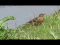 Red Throated Pipit Play Muted Wind Noise Red Throated Pipit Play Muted Wind Noise