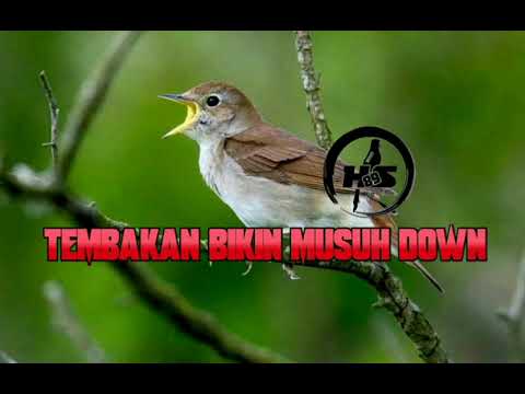 Masteran handal //Tembakan bikin lawan Down