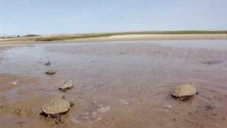 Terrapins Released on Lieutenant Island