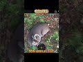 Drone Buck Hunt 🦌 | 3.5 Year Old Alabama Buck Feeding in Select Pines