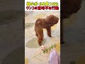 【超絶カワイイ】極小ボールを見つけたワンコのイミフな行動... #いぬ #犬 #ワンコ #犬動画 #犬のいる暮らし #衝撃映像 #面白い #面白動画 #かわいい #カワイイ #shorts #仔犬