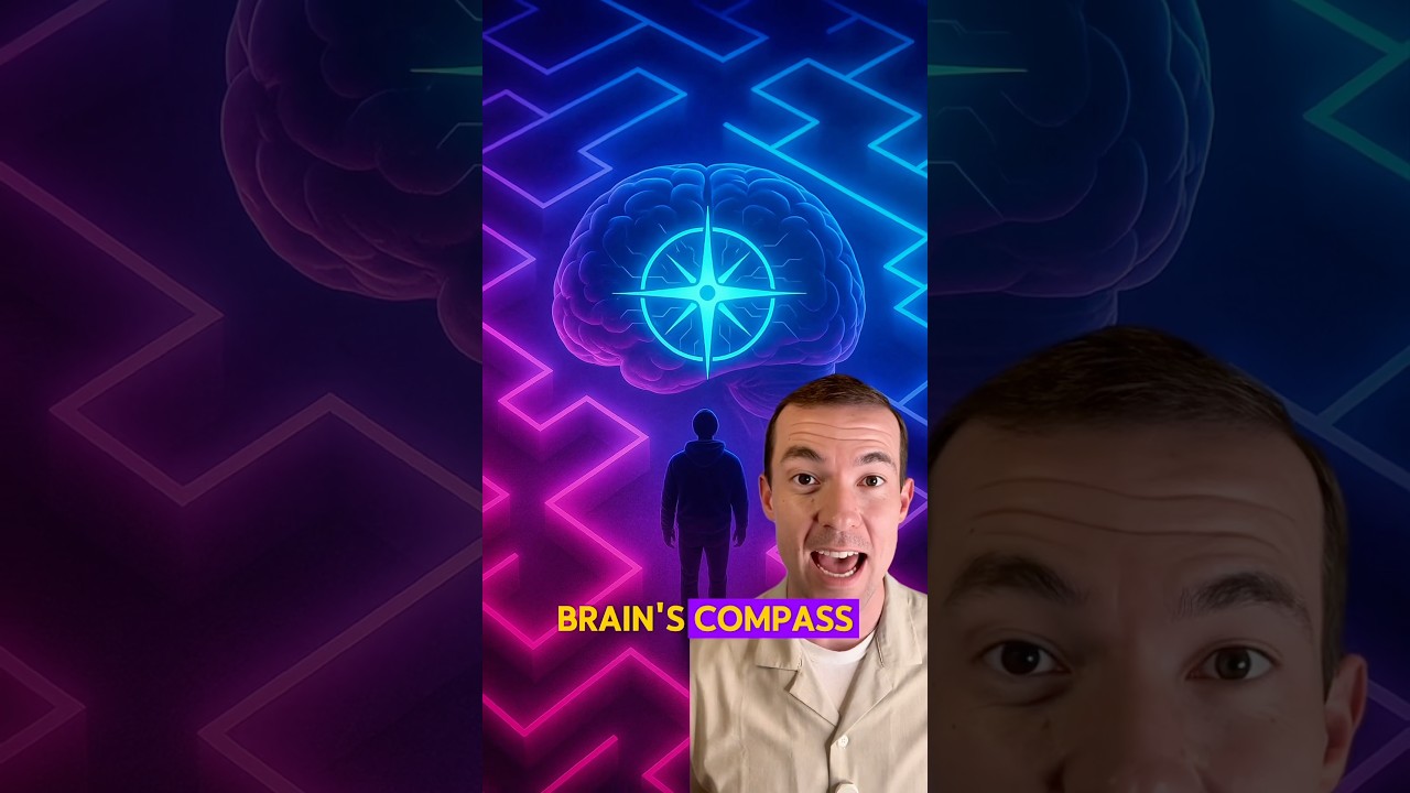 Your brain contains a real compass—two regions guide your navigation! 🧠🧭 #Science