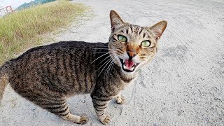 しぶい柄の首輪をつけたキジトラ猫が可愛い声で甘えてきた