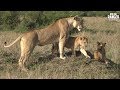 Marsh Pride Lioness And Cubs | Maasai Mara Safari | Zebra Plains