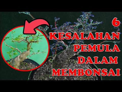 KESALAHAN PEMULA DALAM MEMBUAT BONSAI SERUT ( STREBLUS ASPER ) DARI DONGKELAN