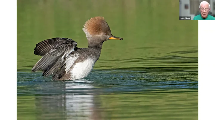 Marion Audubon Society Presentation - Other Birds ...