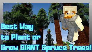 MINECRAFT | Best Way to Plant or Grow Tall Giant Spruce Trees! 1.14.4