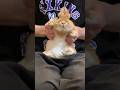 TikTokでは高得点連発したので、YouTubeでの採点をお願いします🐰#カマキリダンス #うさぎ #bunny #rabbit
