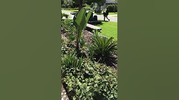 HOW TO GROW FRUIT TREES IN CLAY SOIL (YES, IT WORKS!)