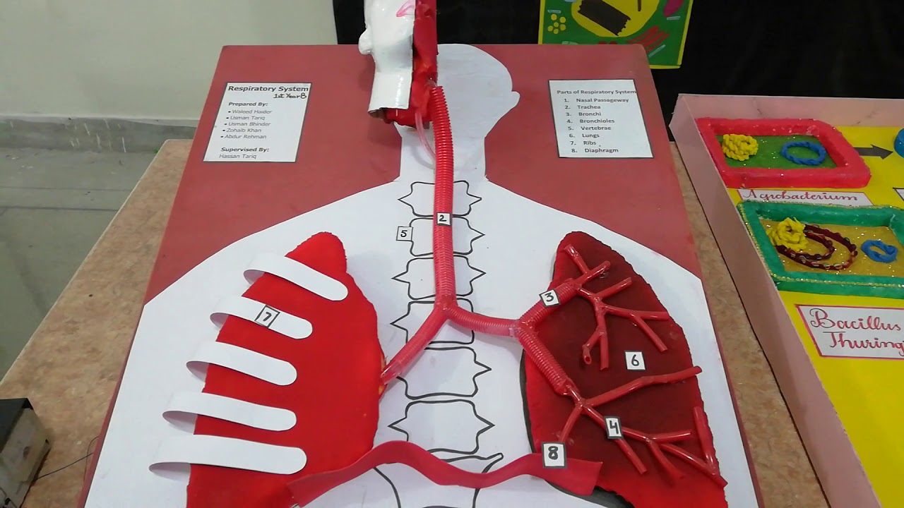 Working Model of Respiratory system of human 