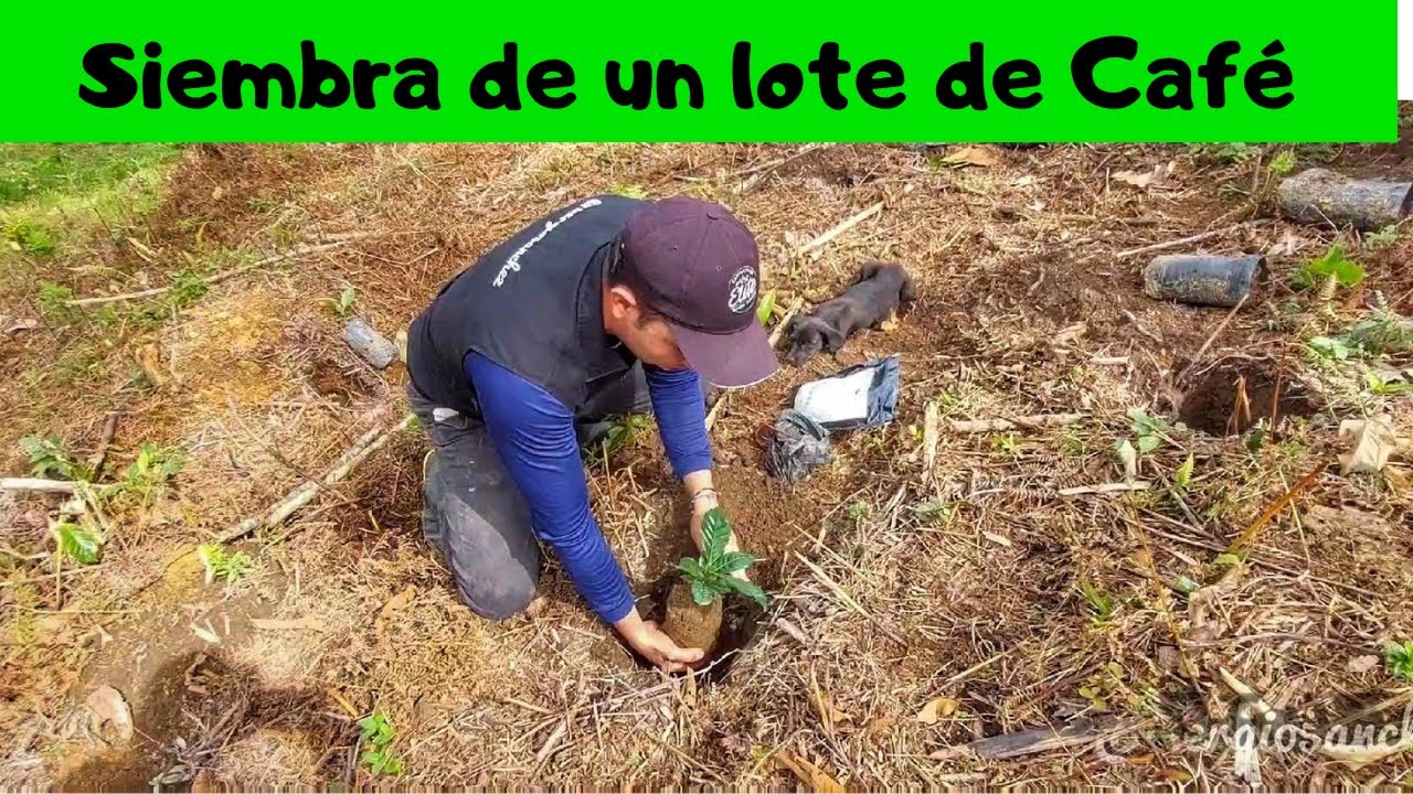 Siembra de un lote de Café