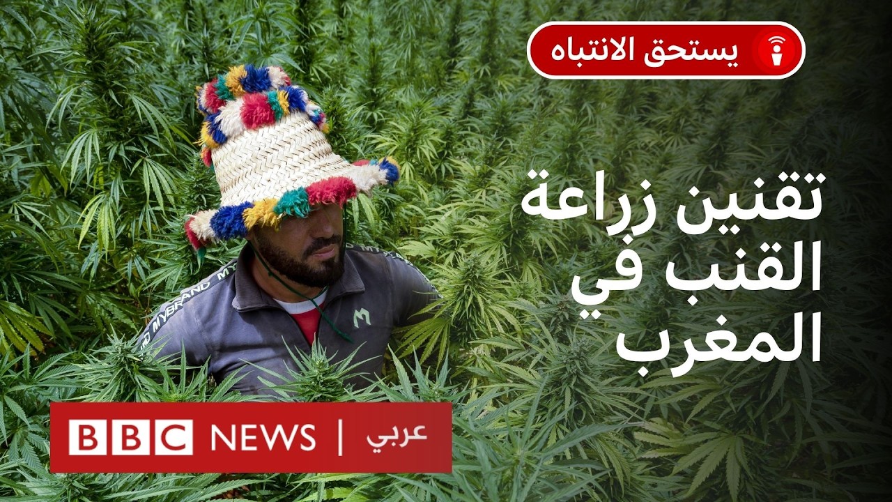 المغرب: لماذا عفا محمد السادس عن بعض مزارعي القنب 