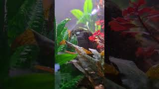 Cleaned my tubing and inline CO2 diffuser today. These are magical bubbles. #aquarium #aquascape