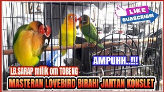 Download Lagu MASTERAN LOVEBIRD JANTAN BIRAHI KONSLET terbaru Download Lagu MASTERAN LOVEBIRD JANTAN BIRAHI KONSLET terbaru
