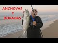 PESCA SURFCASTING ANCHOVAS Y DORADAS