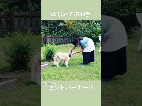 ベル君の赤ちゃんの頃　あっという間に　#セントバーナード #dog #超大型犬 #子犬
