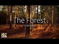 [EPIC 4K Cinematic Video] Autumn Forest Walk with Nature Sounds (Emotion and Feelings Reflection)