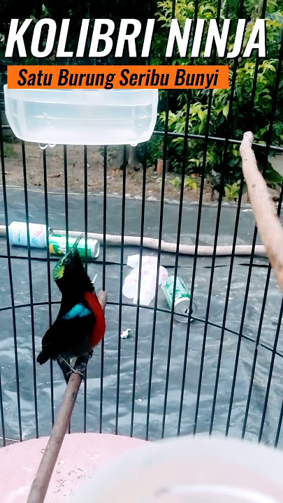 konin dada merah gacor ngobra #kolibri #burung #konin #burungkicau