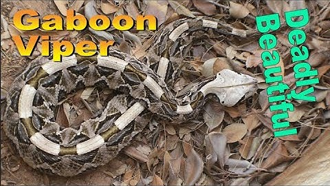Deadly Beautiful: The Gaboon Viper