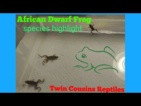 fisher argentina Dwarf African Frogs: species highlight