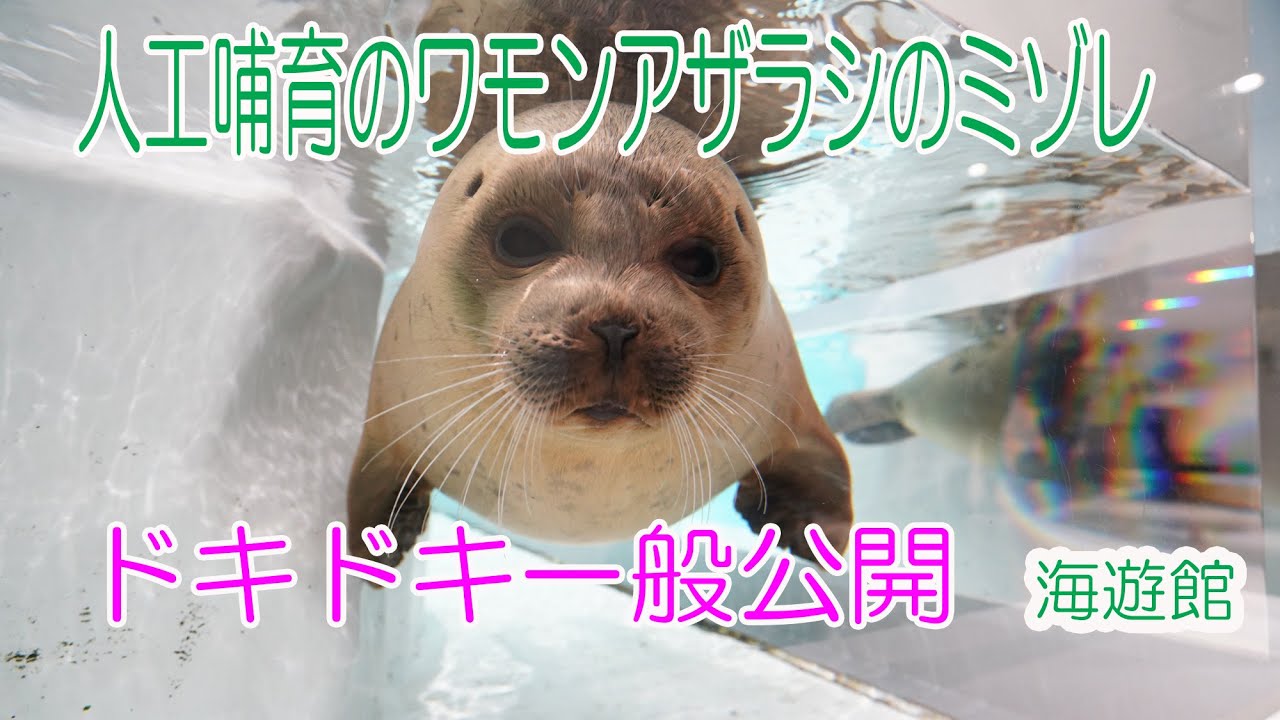 国内初、人工哺育のワモンアザラシの「ミゾレ」一般公開