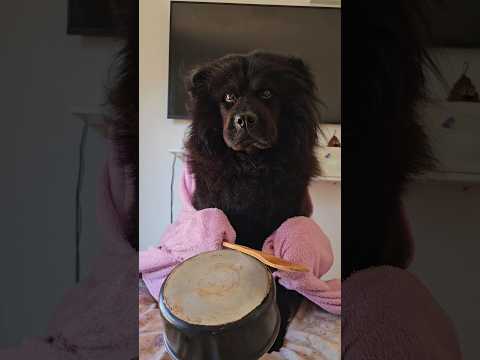 TO COM FOME 🐾🐶 #comida #pet #funny