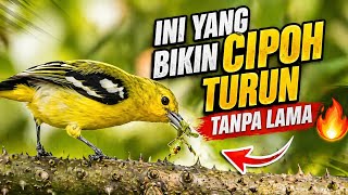 Ini yang bikin cipoh turun tanpa lama 🔥 suara pancingan burung cipoh (sirtu/cipow)