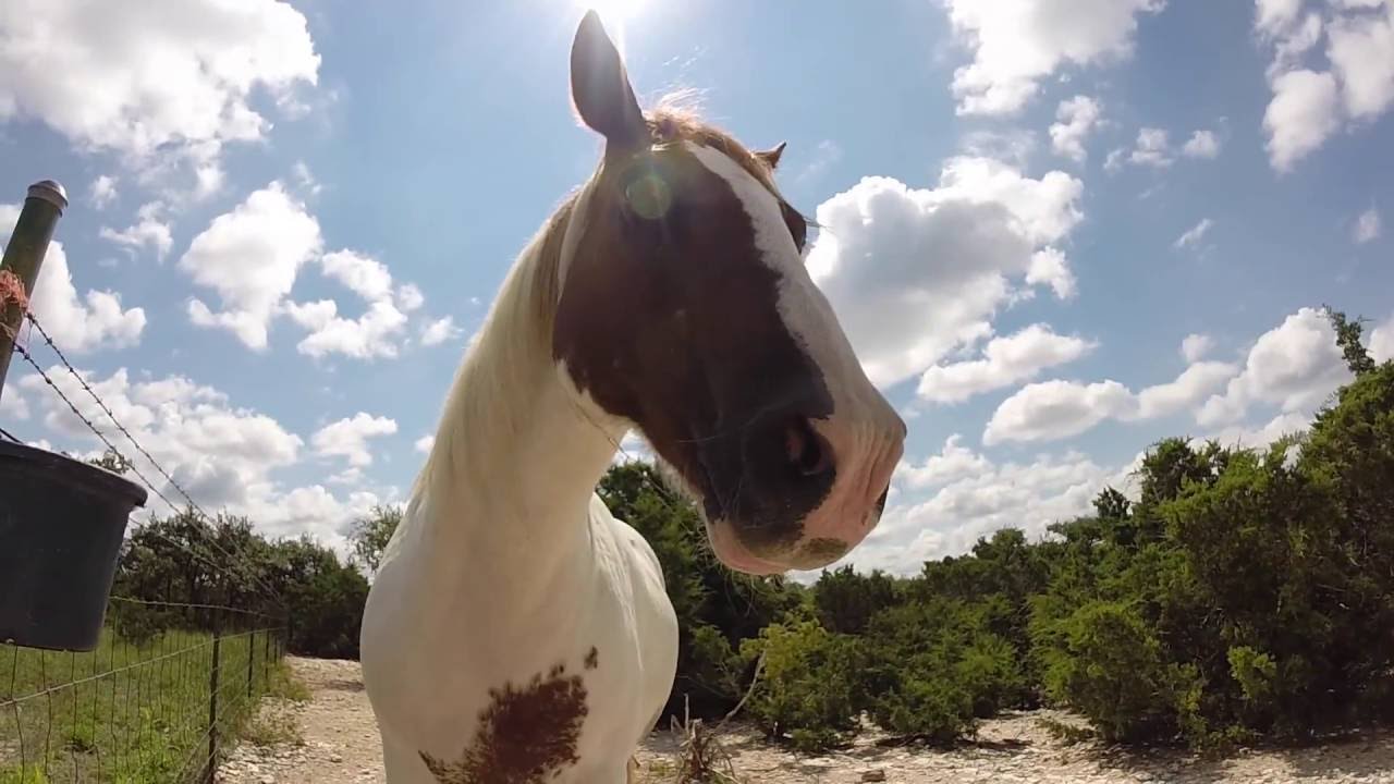 Wonderful Wimberley - YouTube Buck