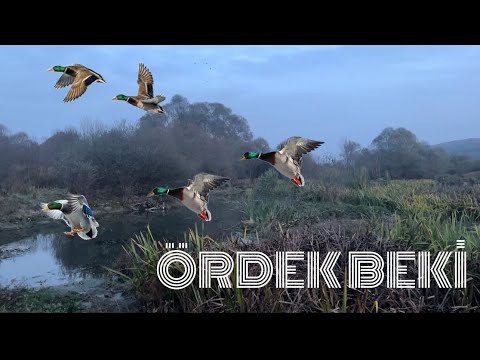 YENİ SEZON ÖRDEK AVI (2023-2024), AKŞAM BEKİNDE BULDUK NASİBİMİZİ🔥DUCK HUNTİNG