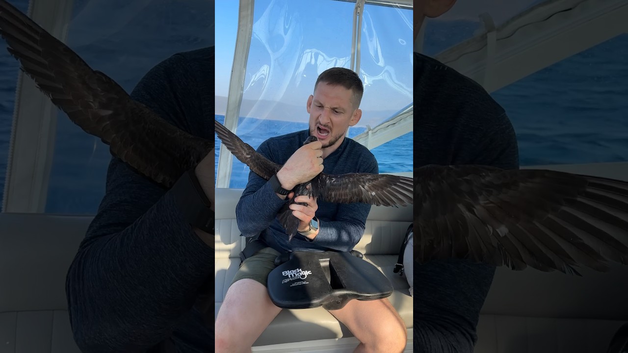 Хотел съесть чайку 