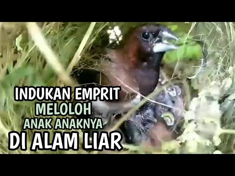 Video: Anak alam - anak burung pipit