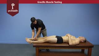 Gracilis Muscle Test Dr Nikita Vizniak Muscle Manual