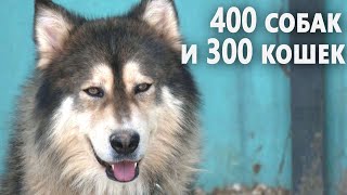 Бродячих животных со всей страны принимает приют в Иордании by NTDRussian 103 views 6 hours ago 1 minute, 47 seconds