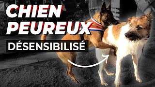 MALINOIS THÉRAPEUTE DÉSENSIBILISE UN CHIEN PEUREUX