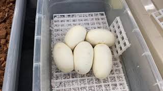 How to incubate Ball Python eggs.