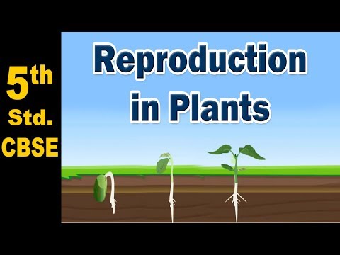 Reproduction in Plants | 5th Std | Science | CBSE Board | Home Revise