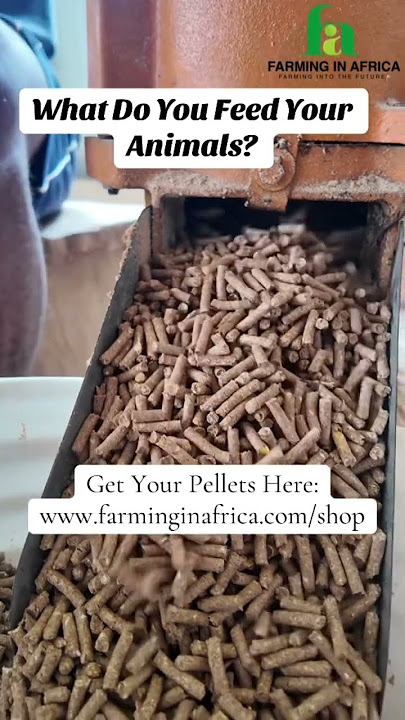 Sustainable Livestock Feed For Your Animals #semanhyiafarms #animalfarming #farmanimalct
