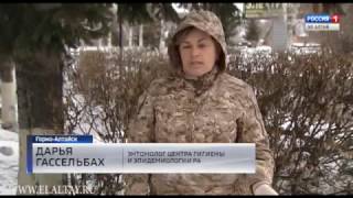 15 человек пострадали от клещей