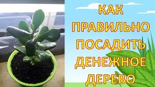 Как правильно пересадить денежное дерево или толстянку. Как выращивать денежное дерево. Толстянка.