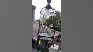 Pleci dakun buka ekor nembak wit wit santai.Pas Banget buat pancingan & masteran burung pleci bahan