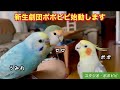 新生劇団ポポピピ始動します　#コザクラインコ #オカメインコ　#セキセイインコ