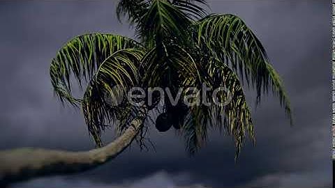 Palm Tree in Storm | Motion Graphics - Envato elements