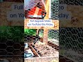 DIY Chicken Dust Bath 🐓 | Coop Upgrade Sneak Peek #homesteadlife #backyardchickens #coopupdate