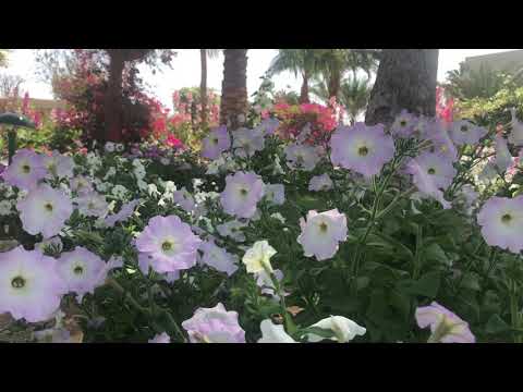 Video: Fragrant Tobacco - Decoration Of Any Flower Bed