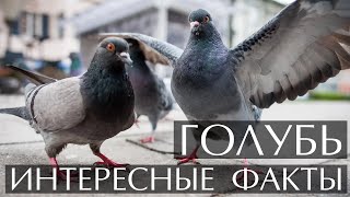 Голубь - Интересные Факты (Фото,Видео, Звуки)