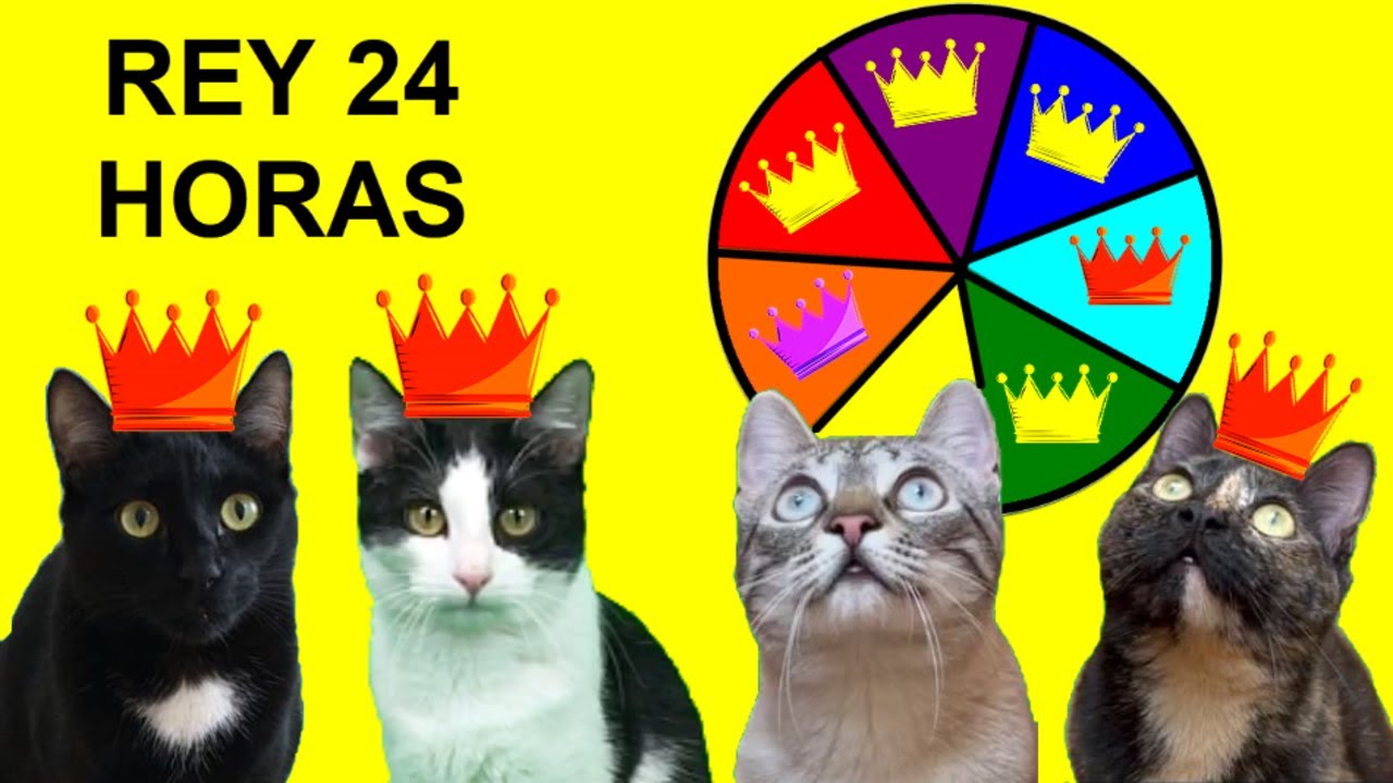 Gato es REY 24 horas con mis gatos graciosos Luna y Estrella girando la ruleta / Videos de gatitos