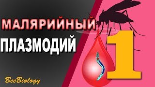 МАЛЯРИЯ - про плазмодия, переносчика и пострадавшего