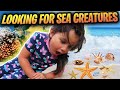 Looking For Sea Creatures In Tide Pools With Zoe Crabs Starfish Sea Snails For Kids Beach Family Fun