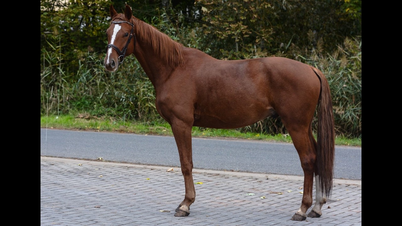 Oldenburger | Gelding | FlashDance @TMHorsesPonies